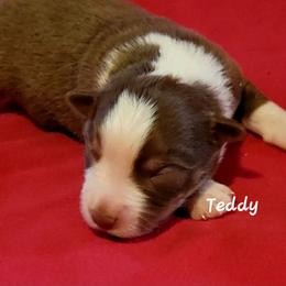Teddy - Red tri male Miniature Australian Shepherd puppy in Waxhaw, North Carolina from Cane Creek Aussies