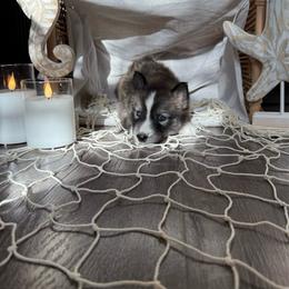 Waverly - Agouti and white female Siberian Husky puppy in Lodi, California from Wolves with Amor