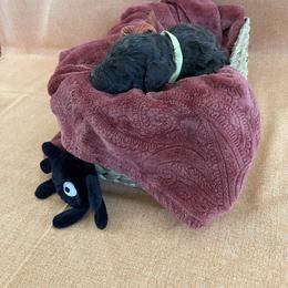 Poodle Puppies from Creek Side Kennels