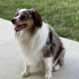 Chancho - Miniature Australian Shepherd