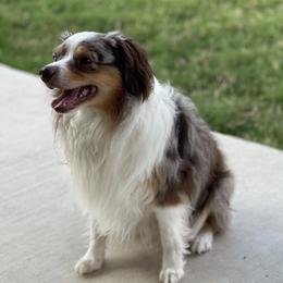 Chancho - Miniature Australian Shepherd