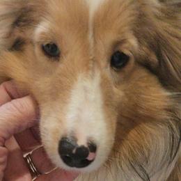 DREAM - Shetland Sheepdog