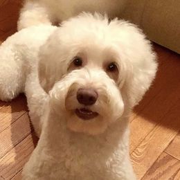 Eno - Australian Labradoodle