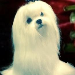 Sara - Maltese