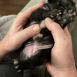 French Bulldog Puppies from JoJo French Bulldogs