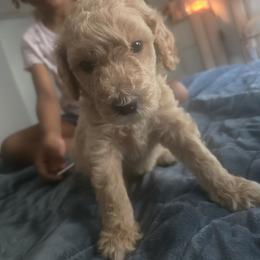 Chestnut - Brown and white male Sheepadoodle puppy in Woonsocket, Rhode Island from Regalpups