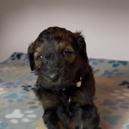 Bayou - white collar - Sable female Bernedoodle puppy in Carencro, Louisiana from Southern Bayou Poodles and Doodles