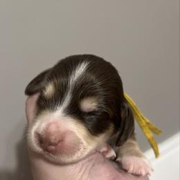 Butterfingers AKC PRA  CLEAR - Chocolate and cream male Dachshund puppy in Miami, Florida from Maitime Dachshund