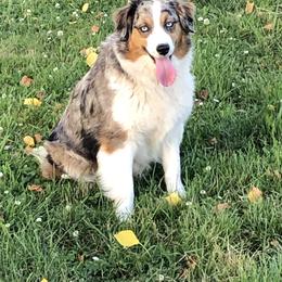 Juniper - Miniature Australian Shepherd