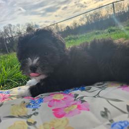 Speed - Black & white male Maltipoo puppy in Boston, Kentucky from MountCarmelPuppies