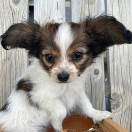 Papillons from Heart Mountain Kennels