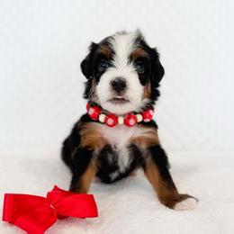 Merida-red - Tri-color female Bernedoodle puppy in Ontario, California from Teddy Doodles & Standard Poodles