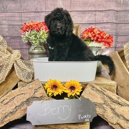 Goldendoodle Puppies from Boulder Mountain Doodles