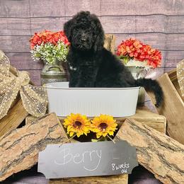 Goldendoodle Puppies from Boulder Mountain Doodles