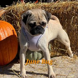 JUNE bug - Pug
