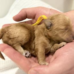 Jan - Red  female Goldendoodle puppy in Huntington, Utah from Krispydoodle