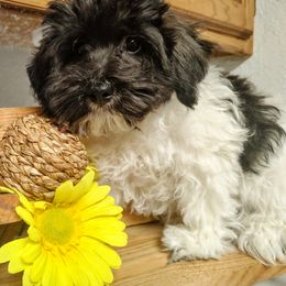 Mustang - White male Havapoo puppy in Searcy, Arkansas from BAK Home Pups