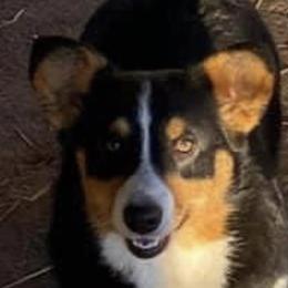 Queeni - Pembroke Welsh Corgi