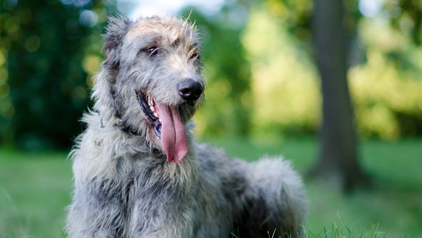 Find Irish Wolfhound puppies for sale