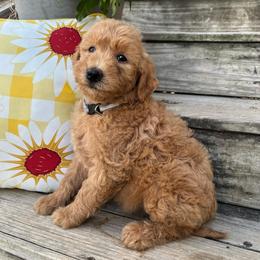 Purple - Apricot female Goldendoodle puppy in Seguin, Texas from Dude Ranch Doodles