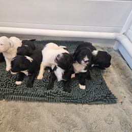 Girl 1 - female Portuguese Water Dog puppy in Saratoga Springs, Utah from Utah Lake Porties