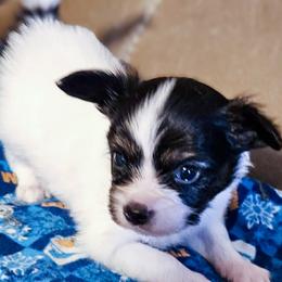 Bolt - White black and tan male Papillon puppy in Fulton, Missouri from Papillon Love