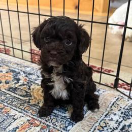 Clove - Brown male Poodle puppy in Caldwell, Idaho from Leila Pearson