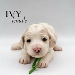 Ivy - Buff and white female Cockapoo puppy in Claremont, North Carolina from Magnolia Grove Farms