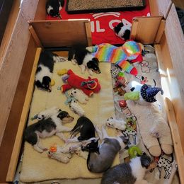 Collie Puppies from Qualteri Collies
