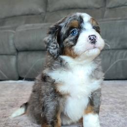 Scout - Merle male Bernedoodle puppy in Port Orange, Florida from Royal doodles of Florida