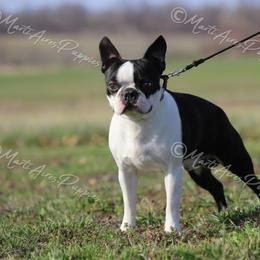 Duke - Boston Terrier