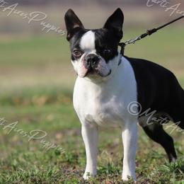 Duke - Boston Terrier