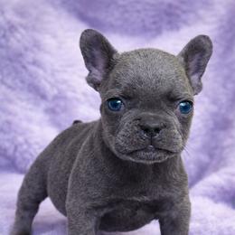 Sky - Blue female French Bulldog puppy in Maplewood, New Jersey from Poos&Bulls Keepsake