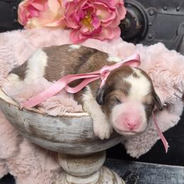 Iris - Parti female Springerdoodle puppy in Fargo, North Dakota from Dakota SpringerDoodles