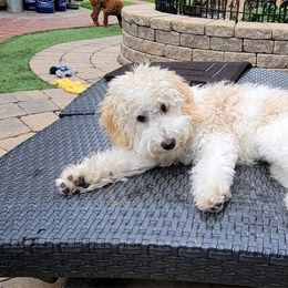 Princess - Goldendoodle