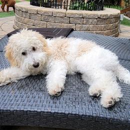 Princess - Goldendoodle