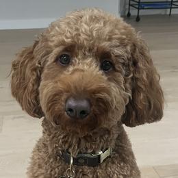 Double Doodles and Goldendoodles from Red White and Doodle