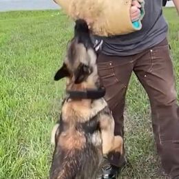Belgian Malinois and German Shepherds from OBrien Malinois and Shepherds