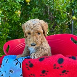 Light Blue Collar - Lisbon (Portugal) - Red  female Goldendoodle puppy in West Sacramento, California from Pomegranate Doodles