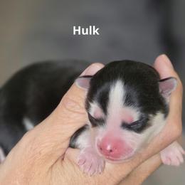Hulk - Black and white male Pomsky puppy in Fredericksburg, Virginia from Purely Pomskies