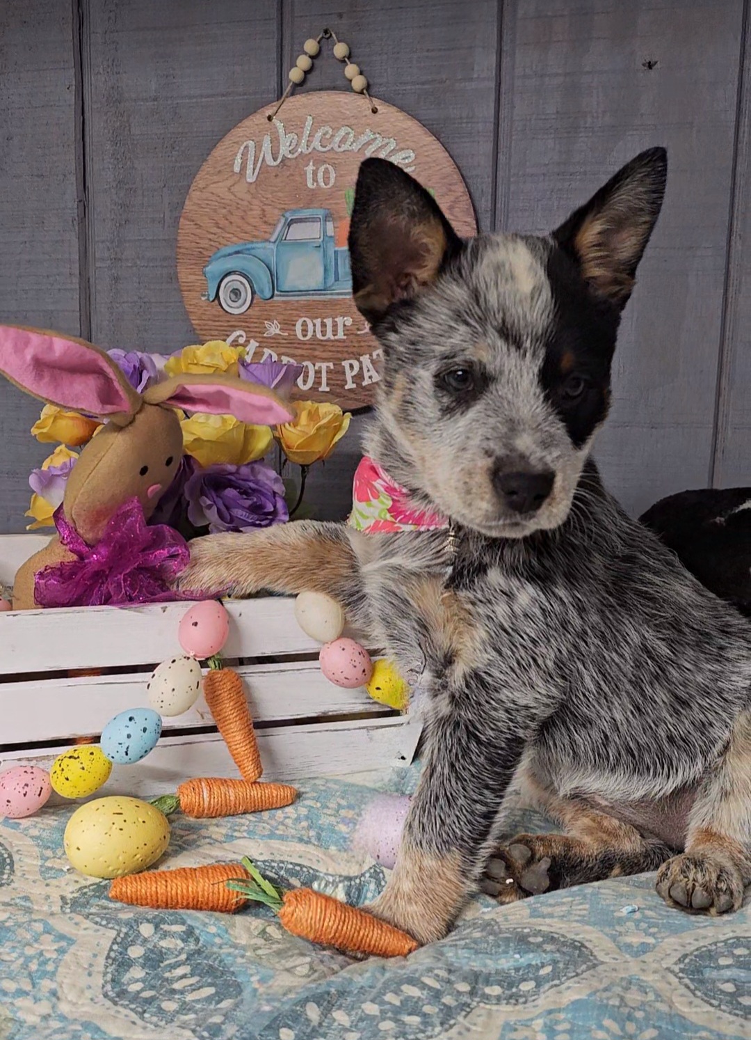 Australian Cattle Dog Puppies from Indigojos Australian Cattle Dogs