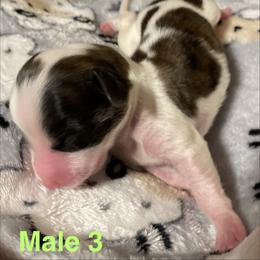 Luca - Brindle male Dachshund puppy in Petersburg, Virginia from Wiggle Waddle Dachshunds