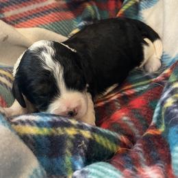Melody - Tri-color female Cavapoo puppy in Cumby, Texas from Bright Morning Star Pups