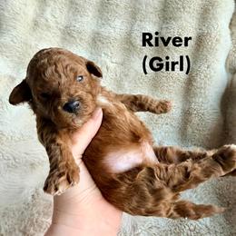 River - Red female Cavapoo puppy in Grants Pass, Oregon from Climate City Cavapoos