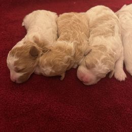 Bernedoodle Puppies from Riley’s Pups