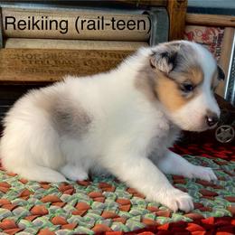 Reiltin (rail-teen) - White merle female Collie puppy in Hinckley, Minnesota from Rusty Spur Collies