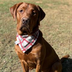 Labrador Retrievers from Wicked Flyer Retrievers