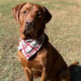 Labrador Retrievers from Wicked Flyer Retrievers