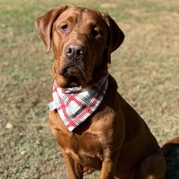 Labrador Retrievers from Wicked Flyer Retrievers