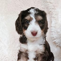 Promise - Tri-color male Bernedoodle puppy in Marion County, Ohio from Hatten Homestead Kennels